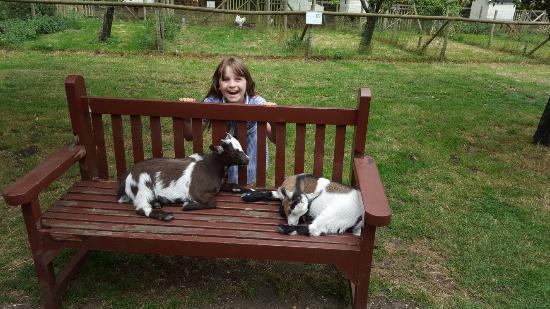 Baylham House Rare Breeds Farm